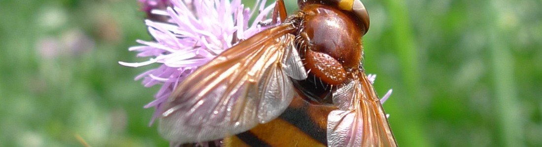 Natuurstudie voor basisschool de Leer Natuurstudie voor basisschool de Leer
